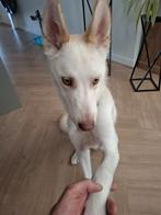 Hond, Dieren en Toebehoren, Honden | Niet-rashonden, 15 weken tot 1 jaar, Reu, CDV (hondenziekte), Groot