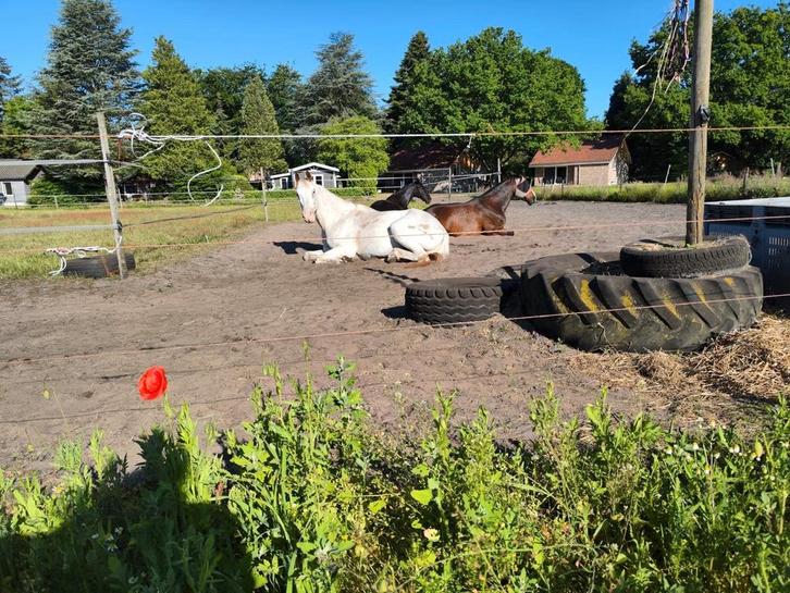 Plekje vrij op mini paddock paradise, Dieren en Toebehoren, Stalling en Weidegang, Stalling, Weidegang, 1 paard of pony