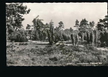 Otterlo - Jeneverbessen Otterlose Bos [KRST005-4049 beschikbaar voor biedingen