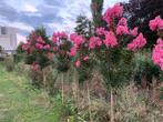 Lagerstroemia sioux 150 stam totaal 225 cm hoog, Ophalen, Bloeit niet, Halfschaduw, 100 tot 250 cm