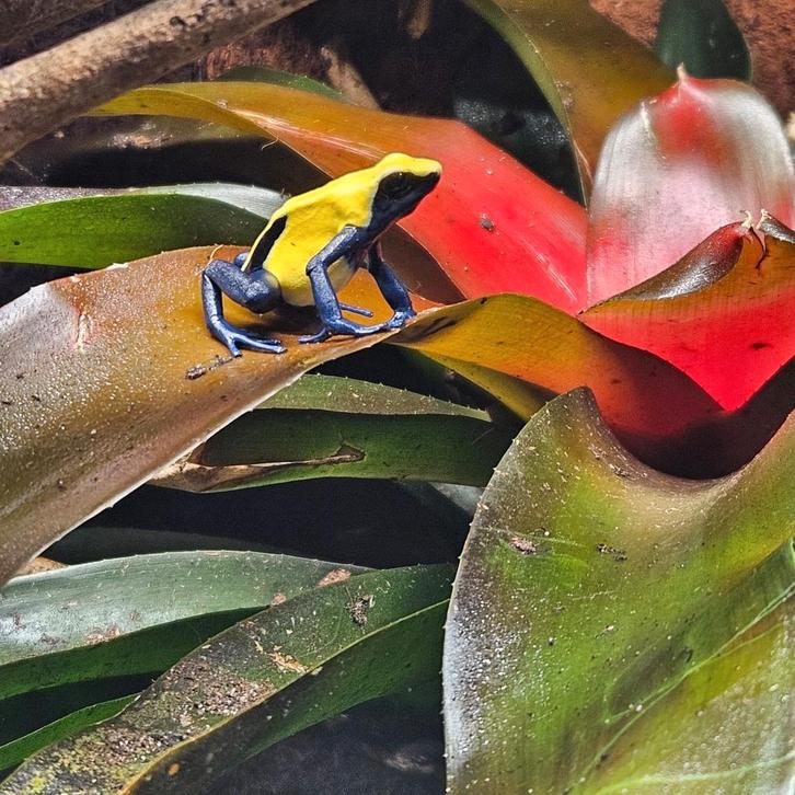Dendrobates tinctorius ‘Citronella’ – Pijlgifkikker