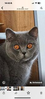 Kater, Dieren en Toebehoren, Katten en Kittens | Overige Katten, Kater, Kortharig, 3 tot 5 jaar