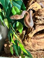 0.1 Antaresia Childreni *volwassen*, Slang, 0 tot 2 jaar