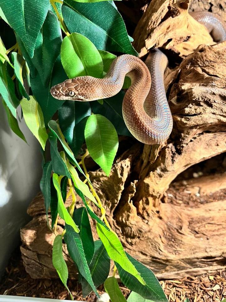 0.1 Antaresia Childreni *volwassen*, Dieren en Toebehoren, Reptielen en Amfibieën, Slang, 0 tot 2 jaar