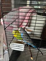 Grasparkieten koppel, Dieren en Toebehoren, Vogels | Parkieten en Papegaaien, Meerdere dieren, Parkiet