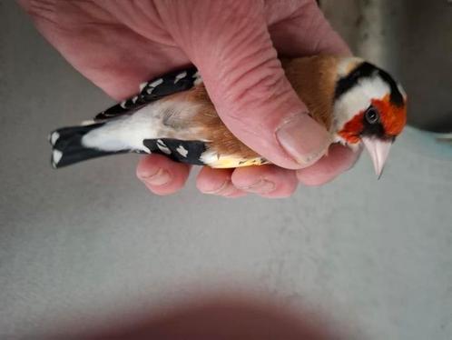 Majoor putter, Dieren en Toebehoren, Vogels | Overige Vogels, Wildzangvogel, Mannelijk