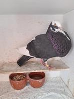 Zwartbonte Duif., Dieren en Toebehoren, Vrouwelijk, Kropper