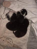 lieve kittens, Meerdere dieren