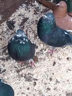 Kroppers tilduiven Haagse Spaans, Vrouwelijk