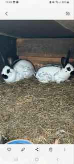 2 Papillon konijntjes  ( Voedsters ), Dieren en Toebehoren, Konijnen, Vrouwelijk, Middelgroot, 0 tot 2 jaar