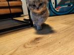Britse korthaar kittens, Ophalen of Verzenden