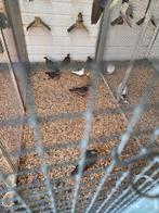 Bronsvleugel duiven, Dieren en Toebehoren, Vogels | Duiven, Meerdere dieren, Overige soorten