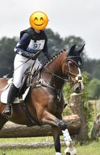 Veelzijdige 10 jarige ruin te koop, Ruin, M, 165 tot 170 cm, 7 tot 10 jaar