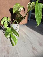 Monstera Variegata Deliciosa - Zeldzame Kamerplant, Ophalen, Overige soorten, Halfschaduw, In pot