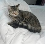 Lieve Tabby cat te koop, Dieren en Toebehoren, Poes