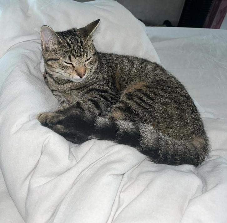 Lieve Tabby cat te koop, Dieren en Toebehoren, Katten en Kittens | Raskatten | Korthaar, Poes