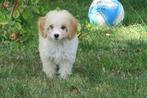 Knappe Boomer x Kleine Doodle pups, Dieren en Toebehoren, Honden | Chihuahua's en Gezelschapshonden, Nederland, Overige rassen