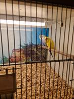 3 mooie grasparkieten te koop  van violet en geel., Dieren en Toebehoren, Meerdere dieren, Parkiet
