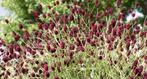 Grote Pimpernel (sanguisorba officinalis), Tuin en Terras, Planten | Tuinplanten, Halfschaduw, Zomer, Vaste plant, Overige soorten