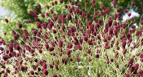 Grote Pimpernel (sanguisorba officinalis), Tuin en Terras, Planten | Tuinplanten, Vaste plant, Overige soorten, Halfschaduw, Zomer