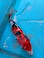 Sanke koi japanse vis vissen koikarpers 45 a 50 cm vijver, Dieren en Toebehoren, Vissen | Vijvervissen, Karper of Koi