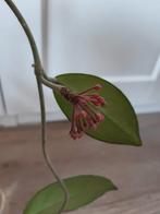 Hoya plant, Ophalen, Overige soorten, Halfschaduw, Minder dan 100 cm