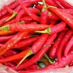 Rode Chilli Pepers - Onbespoten, Tuin en Terras, Bloembollen en Zaden, Ophalen of Verzenden, Gehele jaar, Volle zon, Zaad
