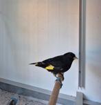 Zwarte sijs man, Mannelijk, Tropenvogel