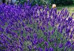 Lavandula ‘Hidcote’ Angustifolia P9 - TOP KWALITEIT, Tuin en Terras, Planten | Tuinplanten, Zomer, Vaste plant, Ophalen of Verzenden