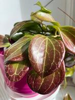 Hoya Quinquenevra Stekjes, Ophalen, Halfschaduw, Minder dan 100 cm