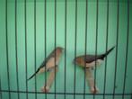 zilverbekje,s en jap. meeuwen, Meerdere dieren, Tropenvogel