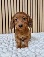 Leuke teckel kruising pups, Parvo, Nederland, 8 tot 15 weken, Dwerg