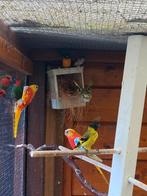 Te koop zwartkopsijs man, Dieren en Toebehoren, Meerdere dieren