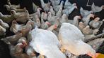 Slachtkippen, kippen, Meerdere dieren, Kip