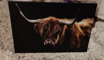 Canvas Schotse Hooglander – 60 x 40 cm – goede staat beschikbaar voor biedingen
