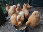 Orpington trio 2025, Dieren en Toebehoren, Pluimvee, Meerdere dieren, Kip