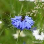 Zaden voor Juffertje in het groen, Ophalen of Verzenden, Gehele jaar, Volle zon, Zaad