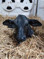 Holstein x Brahman stiertje, Dieren en Toebehoren, Mannelijk, 0 tot 2 jaar