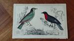 Gekleurde ornithologische antieke prenten, Gebruikt, Ophalen of Verzenden, Voor 1940, Dier