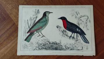 Gekleurde ornithologische antieke prenten beschikbaar voor biedingen