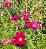 Cosmea Deep Purple zaden, Ophalen of Verzenden, Voorjaar, Volle zon, Zaad