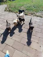 Pups, labrador/golden retriever, Dieren en Toebehoren, Golden retriever, Rabiës (hondsdolheid), 8 tot 15 weken, Meerdere