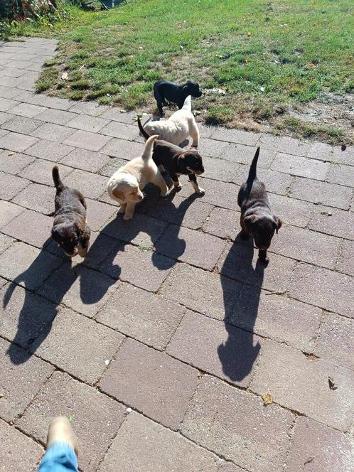 Pups, labrador/golden retriever, Dieren en Toebehoren, Honden | Retrievers, Spaniëls en Waterhonden, Meerdere dieren, Golden retriever