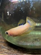 Betta vis vrouw 8 stuks, Dieren en Toebehoren, Vissen | Aquariumvissen, Vis, Zoetwatervis