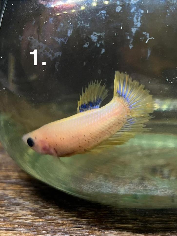 Betta vis vrouw 8 stuks, Dieren en Toebehoren, Vissen | Aquariumvissen, Zoetwatervis, Vis