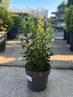 Euonymus 'Green Spire', Ophalen, Minder dan 100 cm