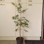 Kustsequoia (Sequoia Sempervirens) 150-200cm 50% korting, Tuin en Terras, Planten | Bomen, Ophalen, In pot, Volle zon, Overige soorten