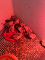 Wyandotte krielkip kuikens, Dieren en Toebehoren, Pluimvee, Meerdere dieren, Kip