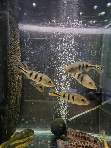 Cichla monoculus  beschikbaar voor biedingen