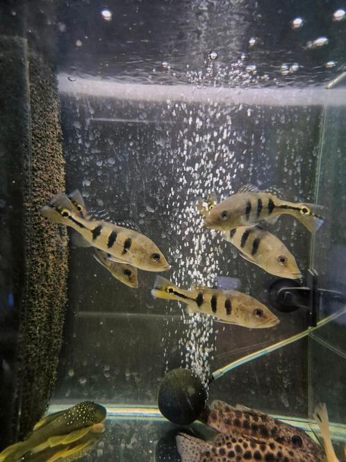 Cichla monoculus, Dieren en Toebehoren, Vissen | Aquariumvissen, Zoetwatervis, Vis